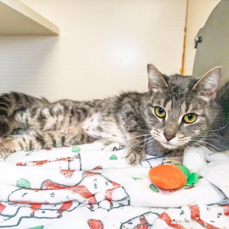 An adult small-sized female Gray / Blue / Silver Domestic Short Hair cat named Izzy for adoption in South Elgin, IL