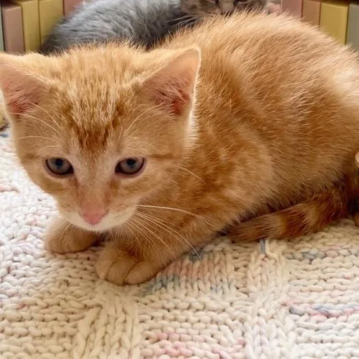 A baby small-sized male Buff / Tan / Fawn Domestic Short Hair cat named Gary for adoption in Washington, PA