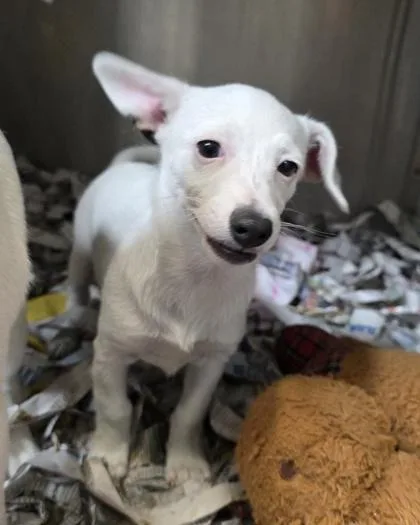 Bok Choy thumbnail 2