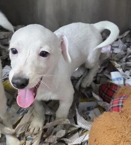 Bok Choy thumbnail 3