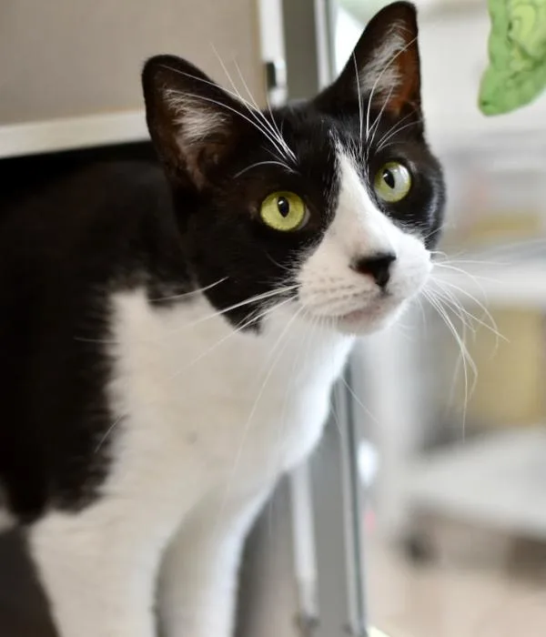 An adult medium-sized female Black & White / Tuxedo Domestic Short Hair cat named Squeak for adoption in Marietta, GA