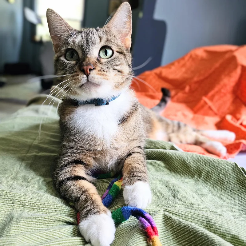 An adult small-sized female Buff / Tan / Fawn Torbie cat named Cinnamon Bun for adoption in Chicago, IL