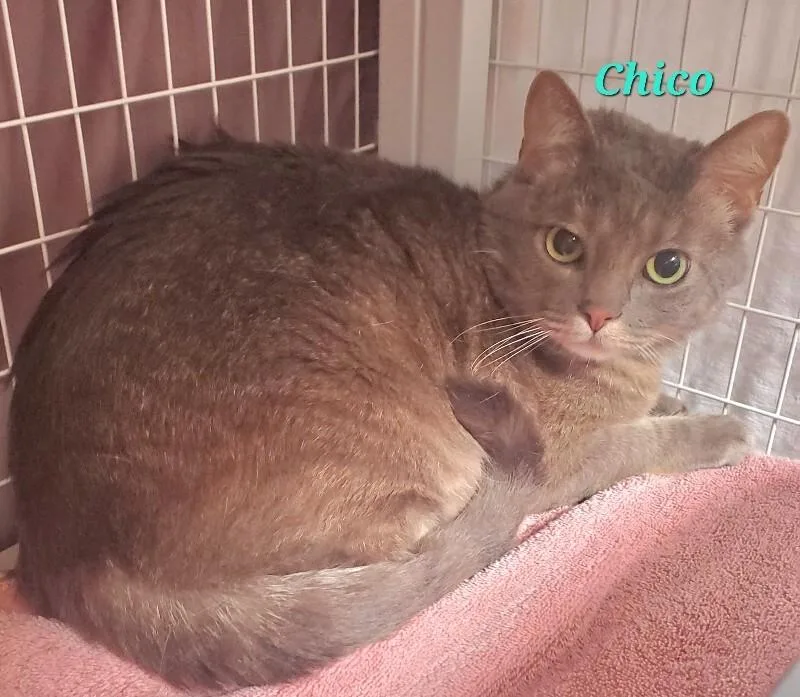 An adult medium-sized male Domestic Short Hair cat named Chico for adoption in Diamond Springs, CA