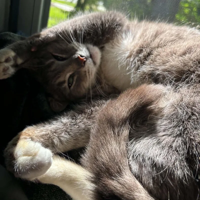 An adult medium-sized female Domestic Short Hair cat named Athena for adoption in Royal Oak, MI