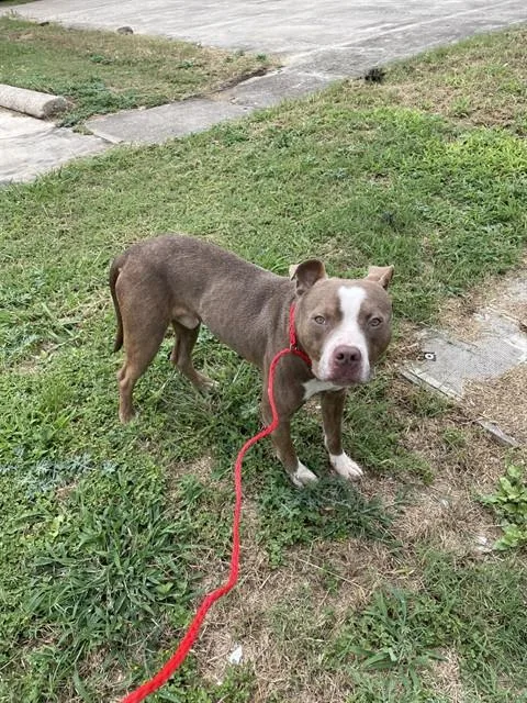 A young medium-sized male Pit Bull Terrier dog named Momo for adoption in Killeen, TX