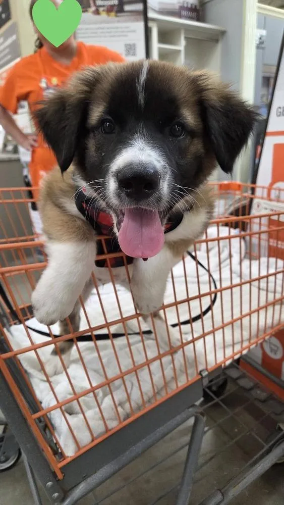 A baby large-sized female Tricolor (Brown, Black, & White) Anatolian Shepherd dog named Rosie for adoption in Richardson, TX