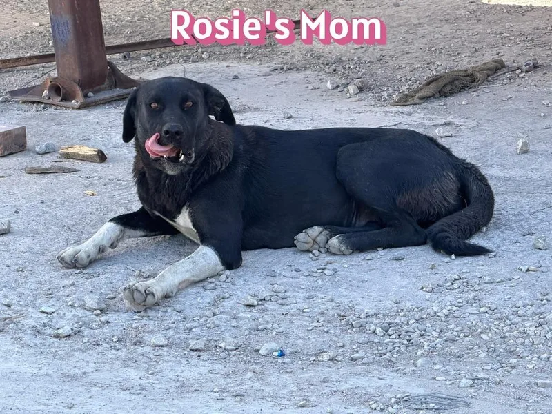 Rosie thumbnail 2