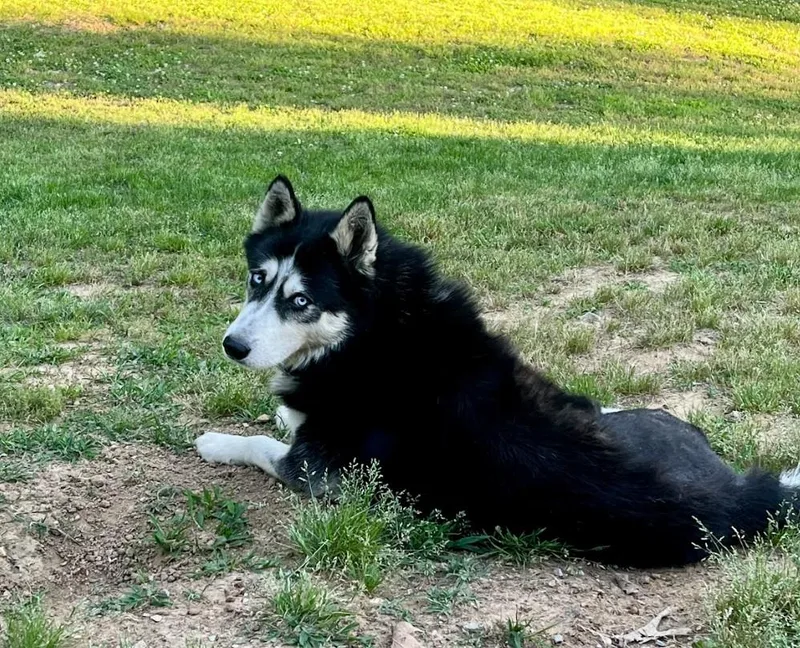 An adult large-sized male Black Husky dog named Bruno for adoption in Joppa, AL