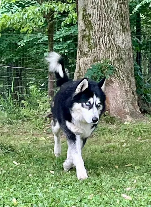 Bruno thumbnail 2
