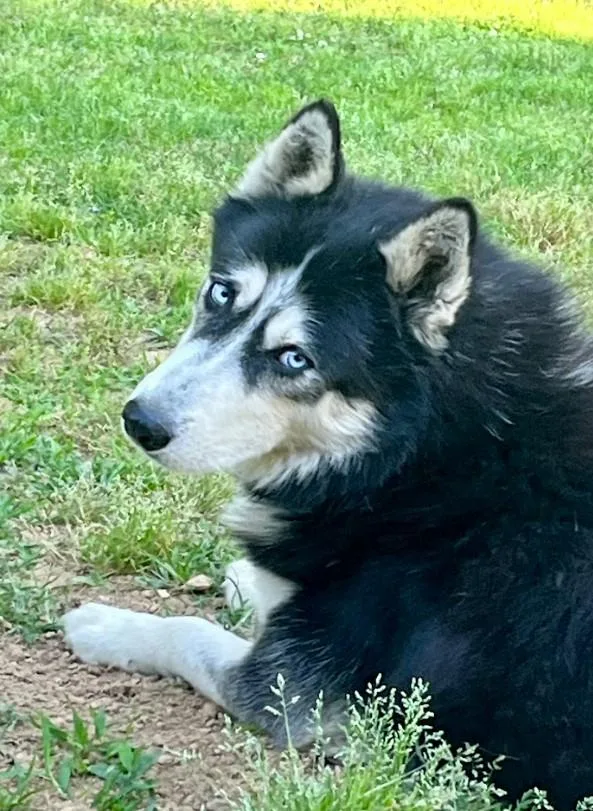 Bruno thumbnail 3