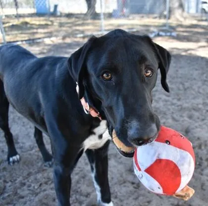 A young large-sized male Black Labrador Retriever dog named Gus for adoption in Inverness, FL