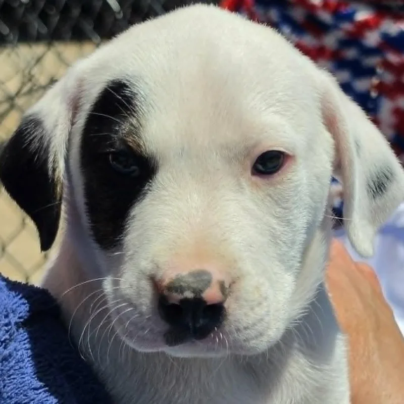 A baby large-sized male White / Cream German Shepherd Dog dog named Bret Michaels for adoption in Olathe, KS