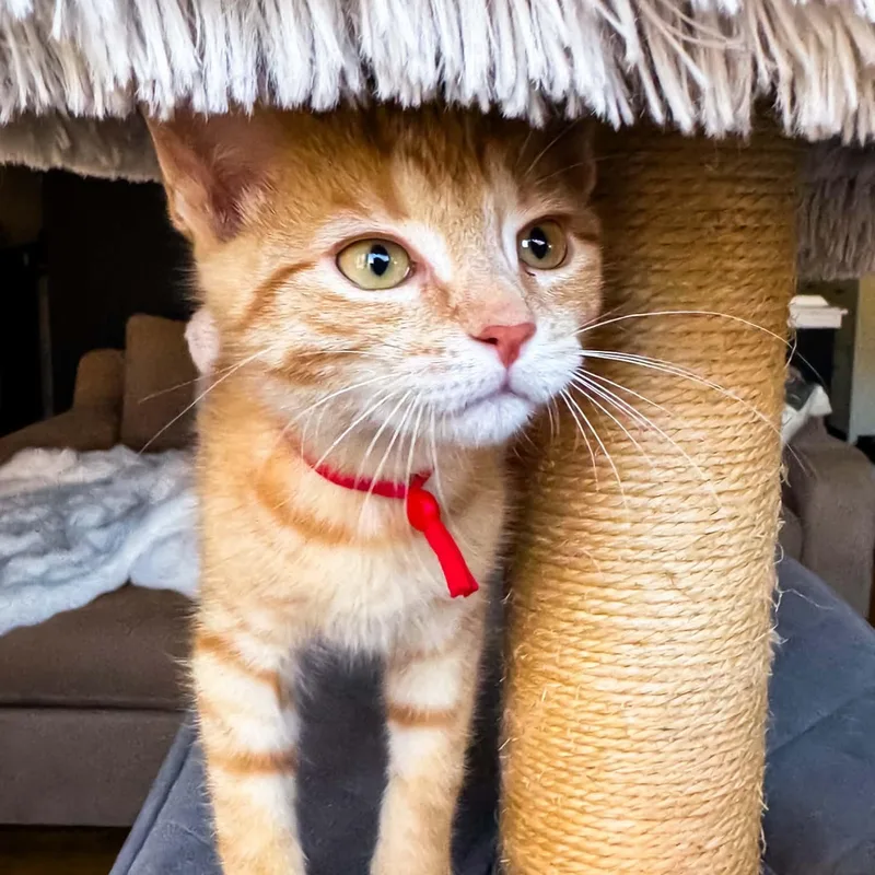 A baby medium-sized male Tabby (Orange / Red) Domestic Short Hair cat named Blaze for adoption in Kentwood, MI