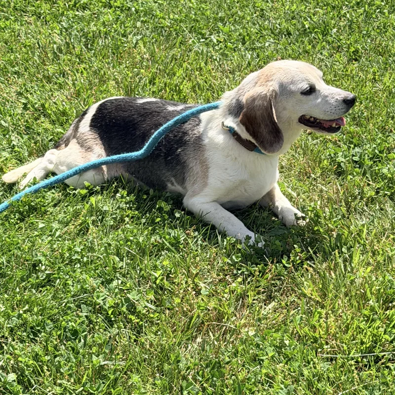 A senior medium-sized male Tricolor (Brown, Black, & White) Beagle dog named Clyde for adoption in Logan, OH