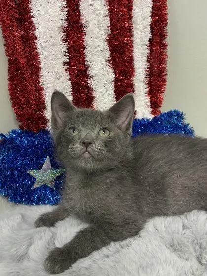 Simon