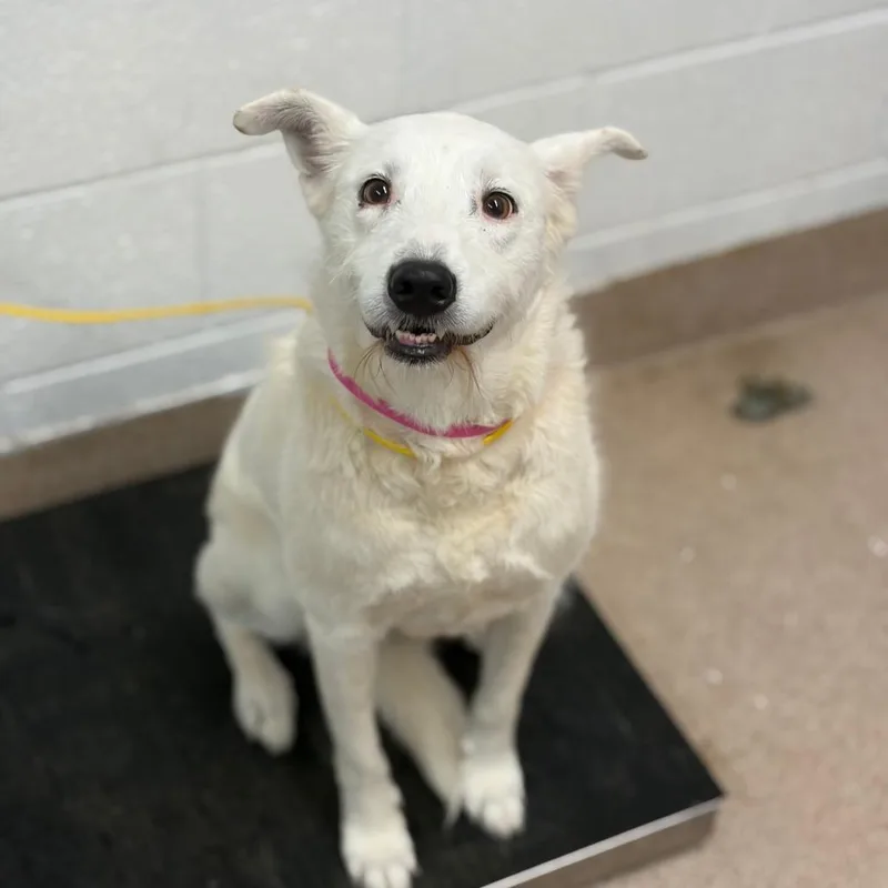 A senior medium-sized female White / Cream Mixed Breed dog named Aspen for adoption in Ardmore, OK