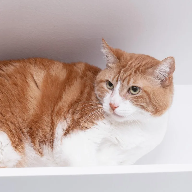 An adult large-sized female Domestic Short Hair cat named Mo for adoption in Los Angeles, CA