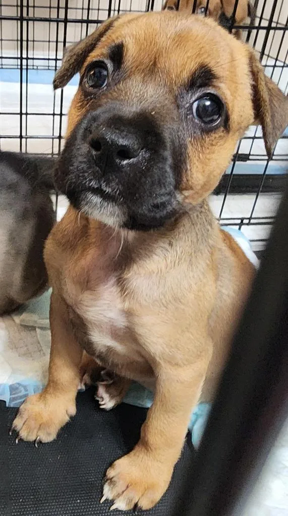 A baby medium-sized female Mixed Breed dog named Evelyn for adoption in Florence, SC