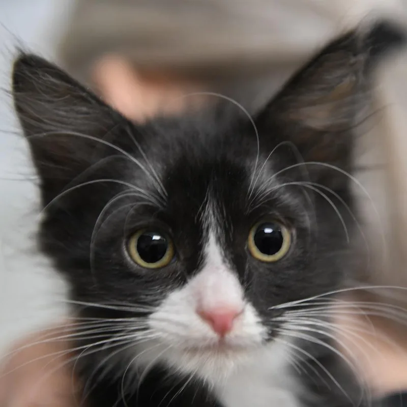 A baby small-sized male Black Domestic Short Hair cat named Frankenstein for adoption in Redwood City, CA