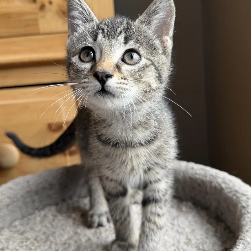 A baby medium-sized female Domestic Short Hair cat named Spot for adoption in Wadsworth, OH