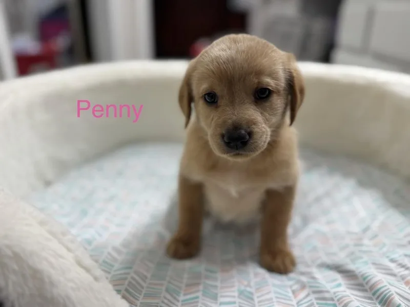 Clouston  Penny thumbnail 2