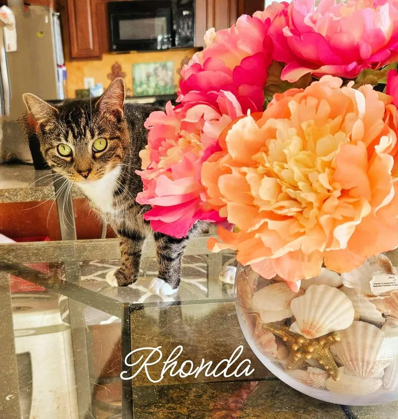 Rhonda thumbnail 2