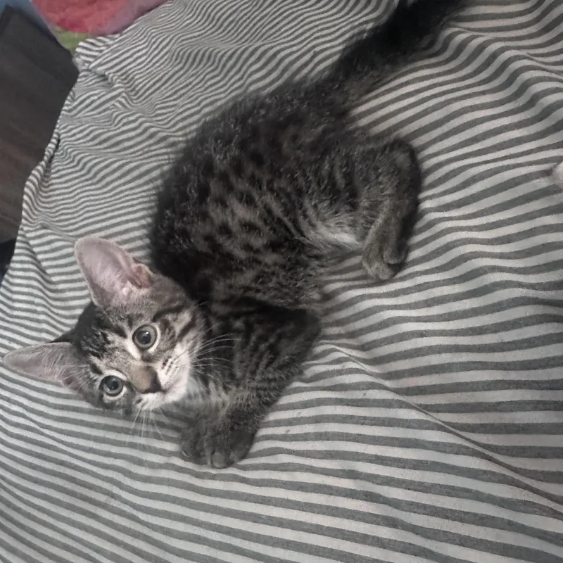 Copper