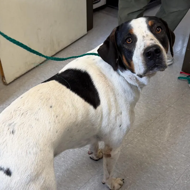 An adult large-sized male White / Cream Treeing Walker Coonhound dog named Cliff for adoption in Bastrop, TX