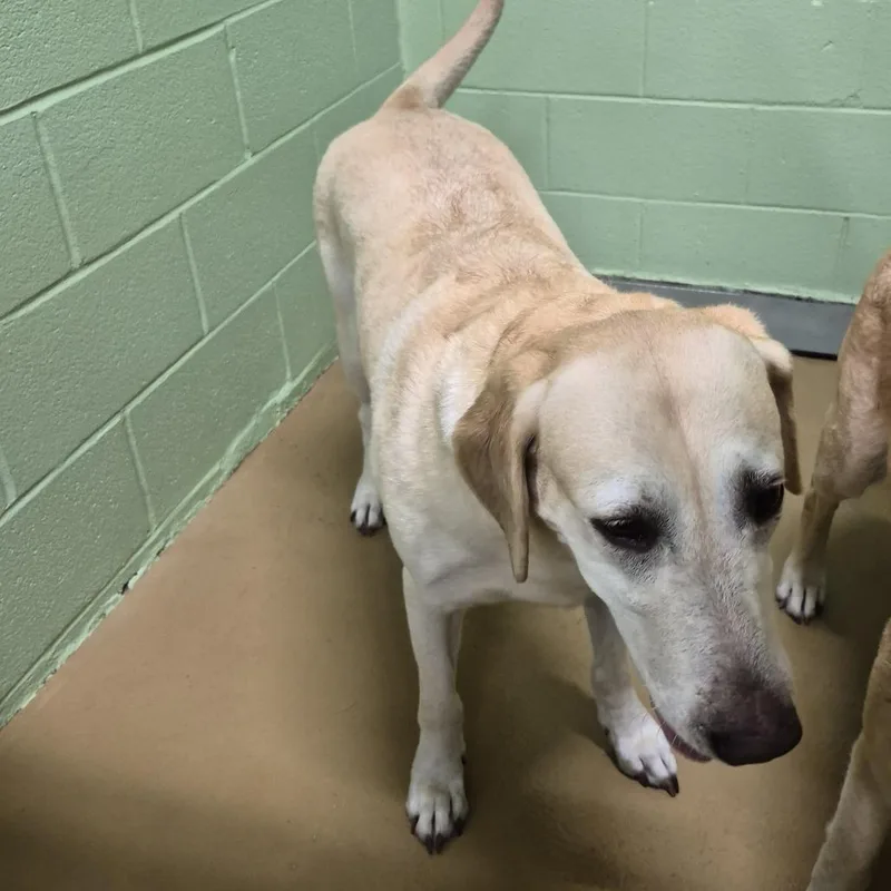 An adult large-sized female Yellow / Tan / Blond / Fawn Labrador Retriever dog named Blanca for adoption in Portland, TX