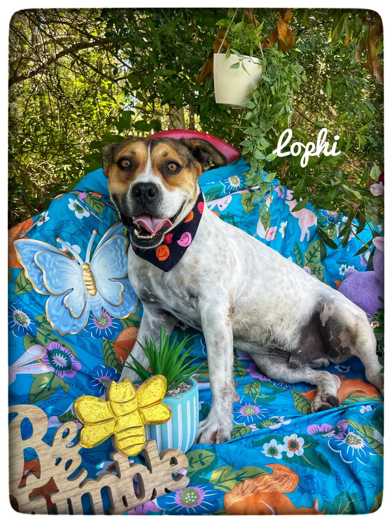 Lophi thumbnail 3