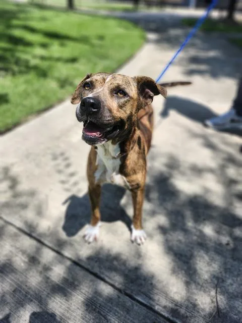 An adult medium-sized female Staffordshire Bull Terrier dog named Sunshine for adoption in Houston, TX