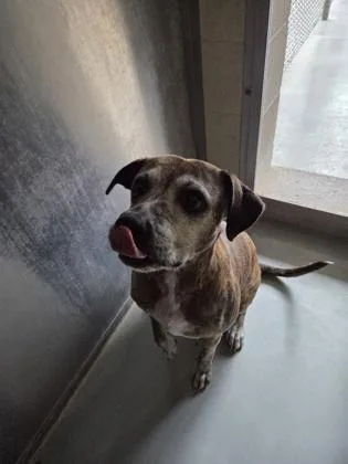 An adult medium-sized female American Staffordshire Terrier dog named Callie for adoption in Edgewood, NM