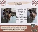 Callie thumbnail 3