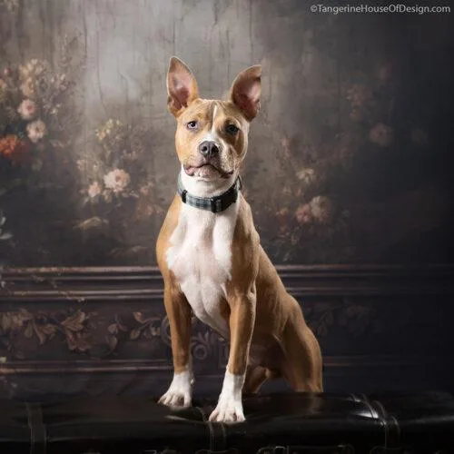 A young medium-sized male American Staffordshire Terrier dog named Axel for adoption in Minneapolis, MN