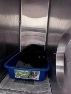 A young small-sized female Domestic Short Hair cat named Umbra for adoption in Martinez, CA