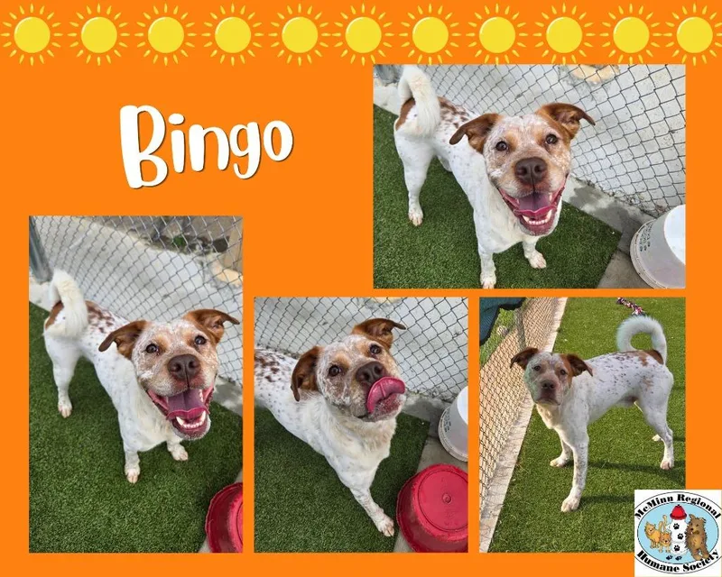 Bingo thumbnail 2