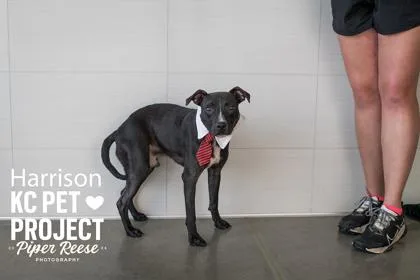 A young medium-sized male Black Pit Bull Terrier dog named Harrison for adoption in Kansas City, MO