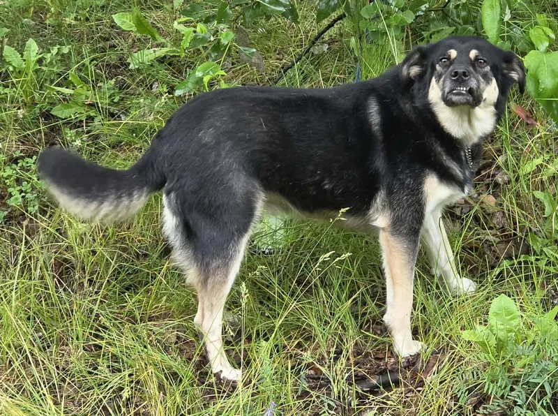 An adult large-sized female Husky dog named Tiny for adoption in Anchorage, AK