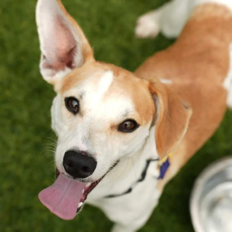 A young small-sized male White / Cream Chihuahua dog named Santiago for adoption in San Francisco, CA