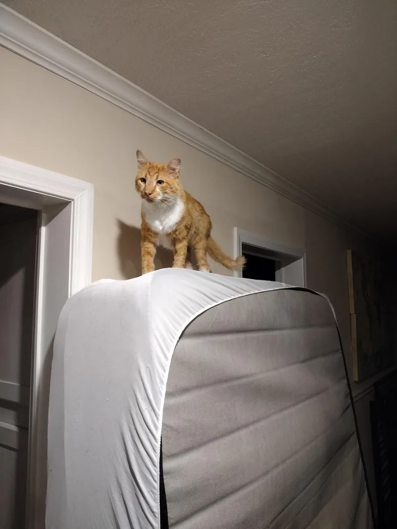 Firepaw thumbnail 3
