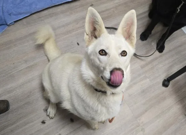 Stella