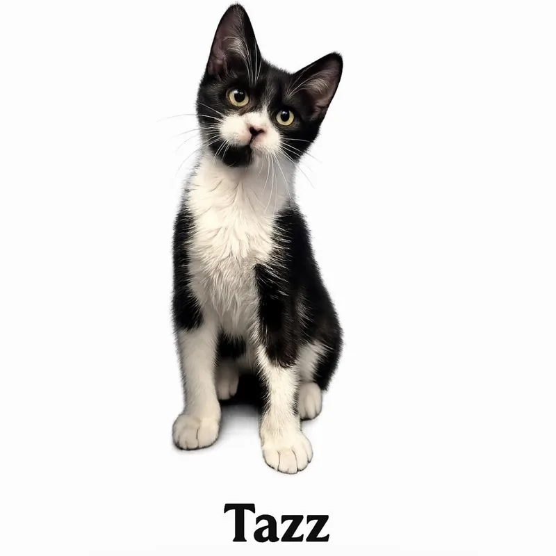A baby small-sized male Tortoiseshell American Shorthair cat named Nemo Garfield for adoption in New York, NY