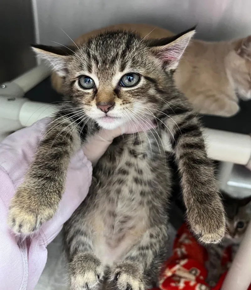 A baby medium-sized male Domestic Short Hair cat named Dr. Suess for adoption in Cincinnati, OH