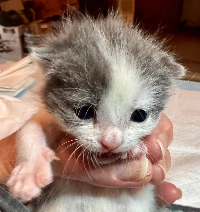 A baby small-sized female Domestic Short Hair cat named Avery for adoption in Leonardtown, MD