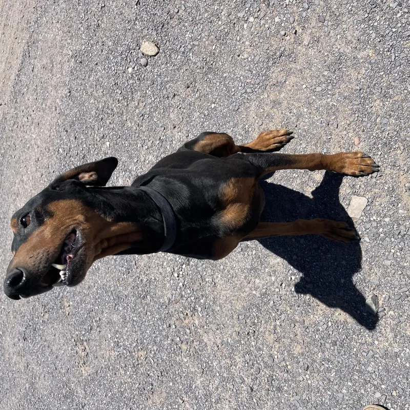 A young medium-sized male Black Doberman Pinscher dog named Knox for adoption in Lordsburg, NM