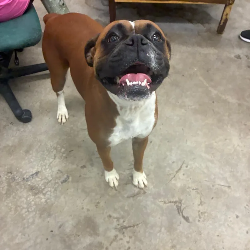 An adult large-sized female Boxer dog named BOoOo for adoption in Corbin, KY