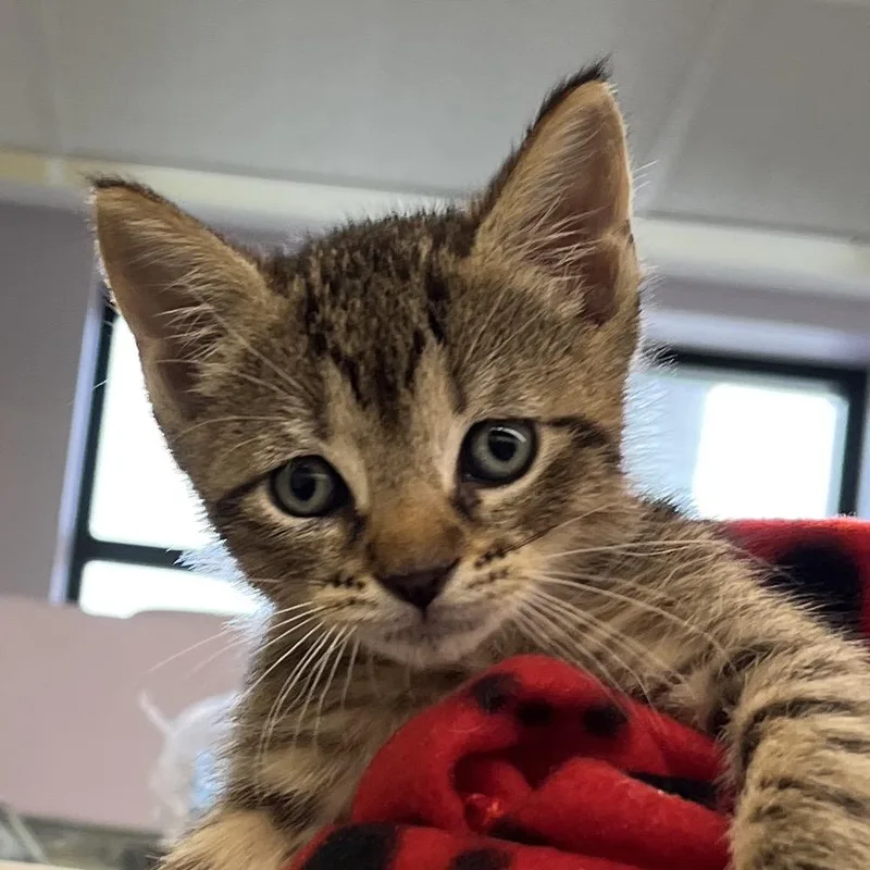 A baby small-sized male Brown / Chocolate Domestic Short Hair cat named Ranger for adoption in West Palm Beach, FL