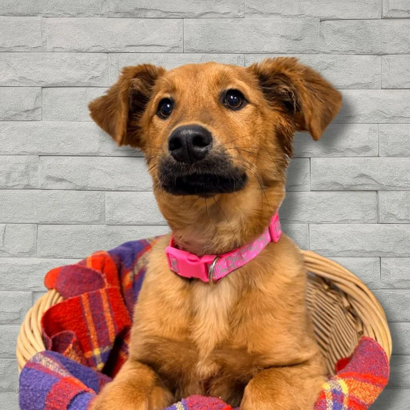 A baby medium-sized female Red / Chestnut / Orange Shepherd dog named Freya for adoption in Belleville, IL