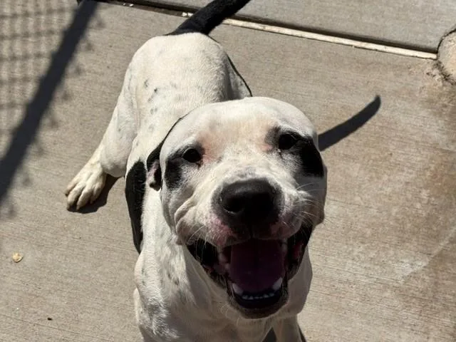 A young large-sized male Pit Bull Terrier dog named Just A Chill Guy for adoption in Tulsa, OK
