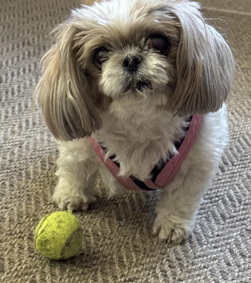 An adult small-sized female Apricot / Beige Shih Tzu dog named Macie for adoption in Saint Louis, MO